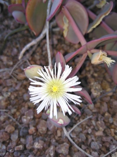 Mesembryanthemum sladenianum, photographed by Brian du Preez
