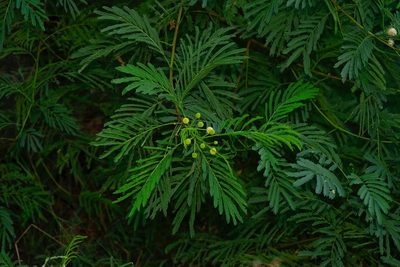 Leucaena pulverulenta, photographed by Michelle W. （鍾偉瑋）