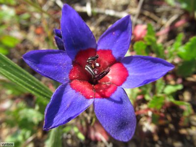 Babiana rubrocyanea, photographed by Chris Vynbos