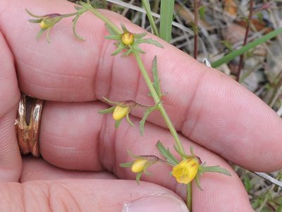 Seymeria scabra, photographed by Sam Kieschnick