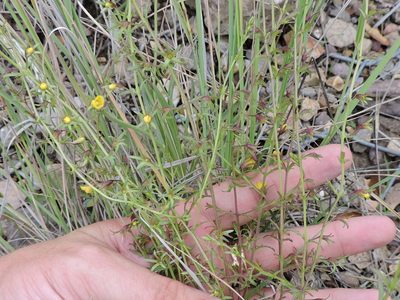 Seymeria scabra, photographed by Sam Kieschnick