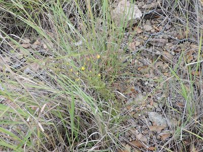 Seymeria scabra, photographed by Sam Kieschnick