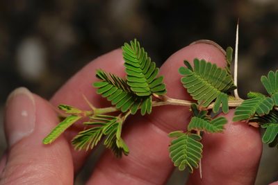 Strombocarpa cinerascens, photographed by Michelle W. （鍾偉瑋）
