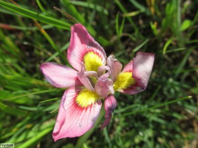Moraea tricolor, photographed by Chris Vynbos
