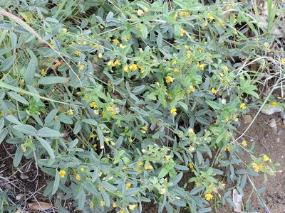 Rhynchosia senna, photographed by Sam Kieschnick