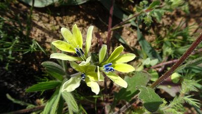 Babiana odorata, photographed by Paul Emms