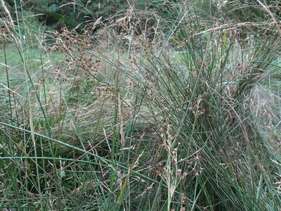 Juncus acutiflorus, photographed by Robert H. Wardell