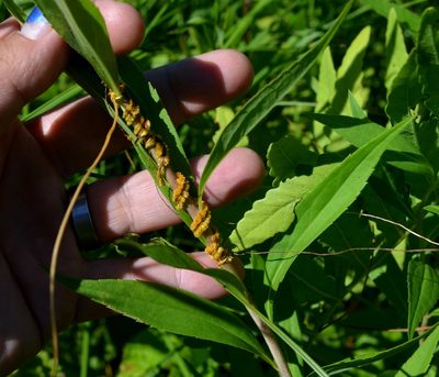 Cuscuta glomerata, photographed by Evan Barker