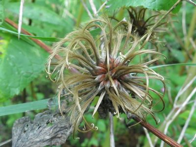 Clematis fusca, photographed by Repina Tatyana