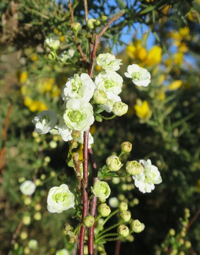 Spiraea prunifolia, photographed by Alice Shanks