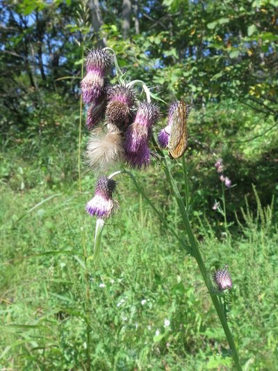 Cirsium pendulum, photographed by Repina Tatyana