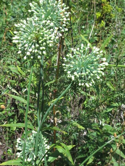 Allium sacculiferum, photographed by Repina Tatyana