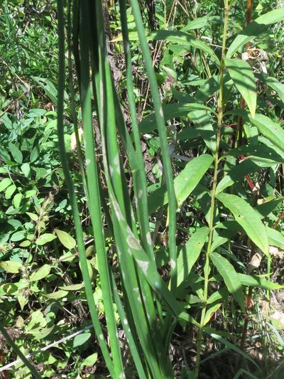 Allium sacculiferum, photographed by Repina Tatyana