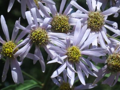 Aster tataricus, photographed by Repina Tatyana