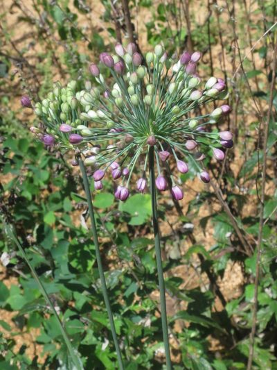 Allium sacculiferum, photographed by Repina Tatyana