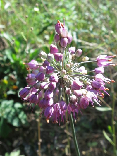Allium sacculiferum, photographed by Repina Tatyana