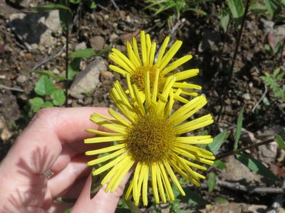 Inula japonica, photographed by Repina Tatyana