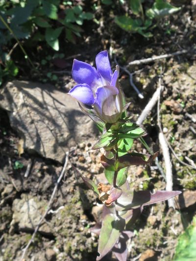 Gentiana scabra, photographed by Repina Tatyana