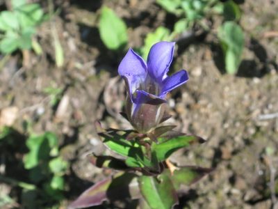 Gentiana scabra, photographed by Repina Tatyana