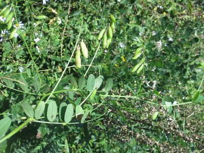 Vicia amurensis, photographed by Repina Tatyana