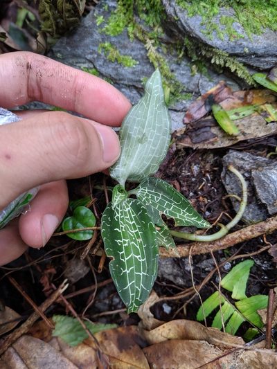 Goodyera reticulata, photographed by Cheng-Te Hsu