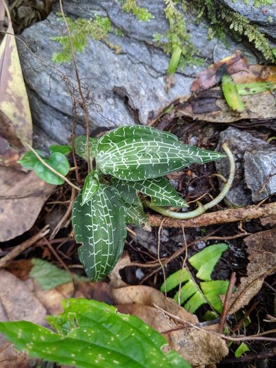 Goodyera reticulata, photographed by Cheng-Te Hsu