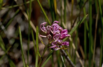 Grevillea leiophylla, photographed by Tony Eales