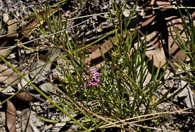Grevillea leiophylla, photographed by Tony Eales