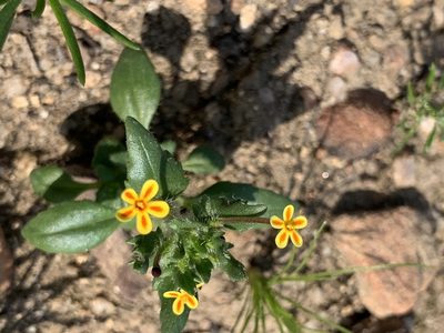 Zaluzianskya divaricata, photographed by Matthew Fainman