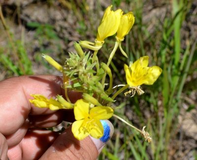 Oenothera clelandii, photographed by Evan Barker