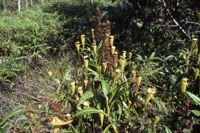 Nepenthes madagascariensis, photographed by Simon Tonge