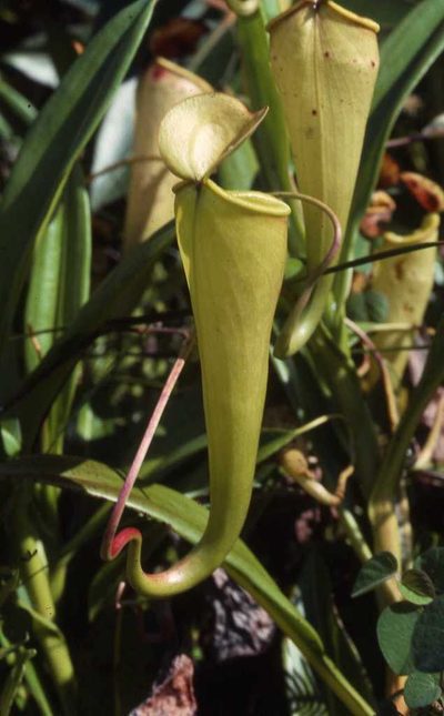 Nepenthes madagascariensis, photographed by Simon Tonge