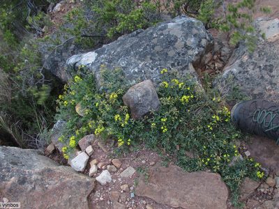 Lotononis umbellata, photographed by Chris Vynbos