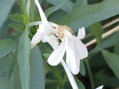 Justicia longii, photographed by Amanda Fisher
