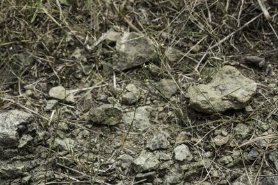 Polygonum tenue, photographed by Craig Martin