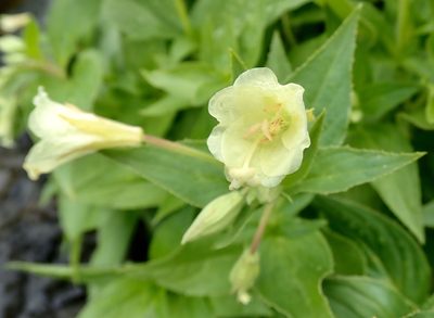 Epilobium luteum, photographed by John Brew