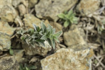Cerastium velutinum, photographed by Craig Martin
