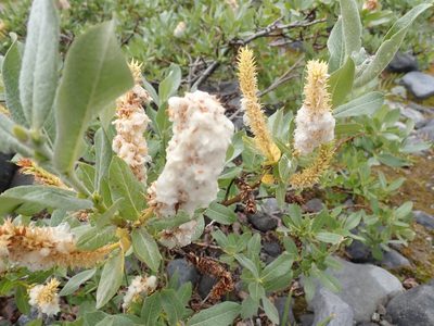 Salix commutata, photographed by John Brew