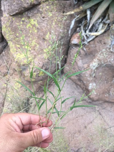 Urochloa arizonica, photographed by Cecelia Alexander
