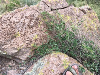 Galactia wrightii, photographed by Cecelia Alexander