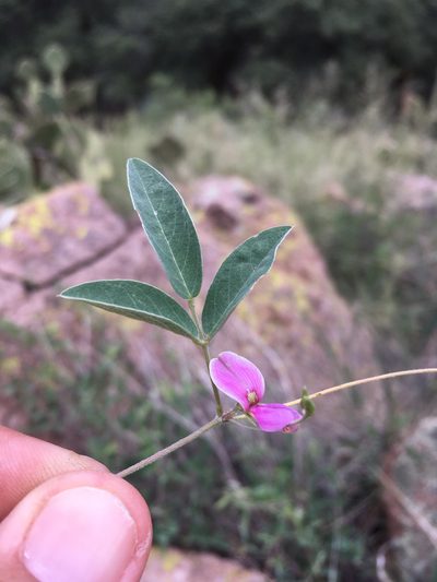 Galactia wrightii, photographed by Cecelia Alexander