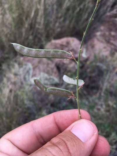 Galactia wrightii, photographed by Cecelia Alexander