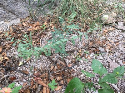 Dalea albiflora, photographed by Cecelia Alexander