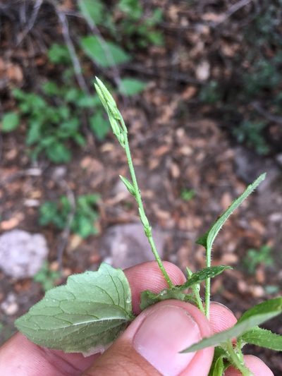 Carminatia tenuiflora, photographed by Cecelia Alexander