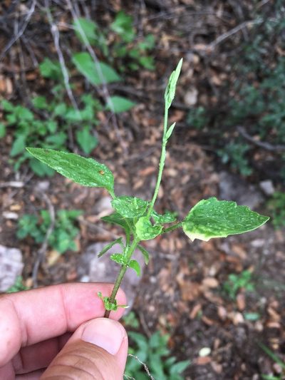 Carminatia tenuiflora, photographed by Cecelia Alexander