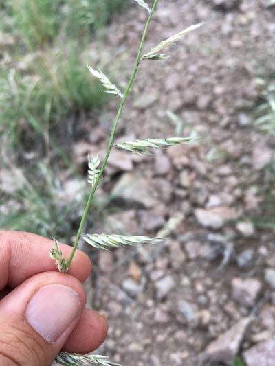 Bouteloua radicosa, photographed by Cecelia Alexander