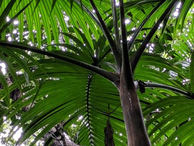 Hyophorbe indica, photographed by Pieter Huybrechts