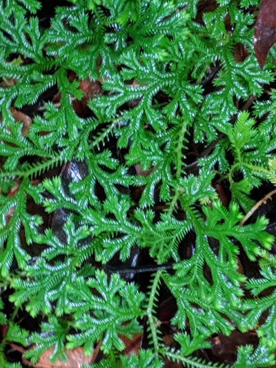 Selaginella fruticulosa, photographed by Pieter Huybrechts