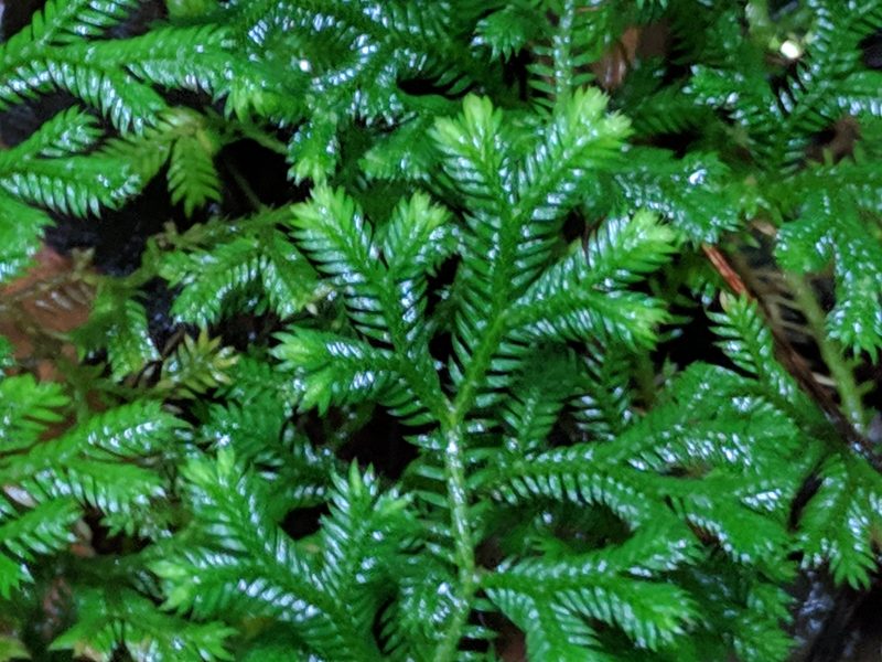 Selaginella fruticulosa, photographed by Pieter Huybrechts