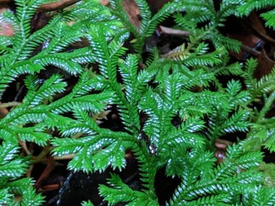 Selaginella fruticulosa, photographed by Pieter Huybrechts